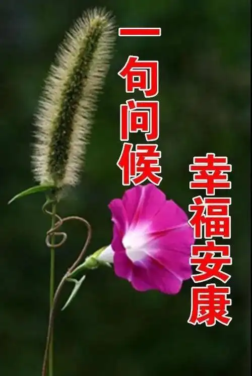漂亮早上好鲜花图片带字带祝福语免打字朋友圈问候祝福图片鲜花带字