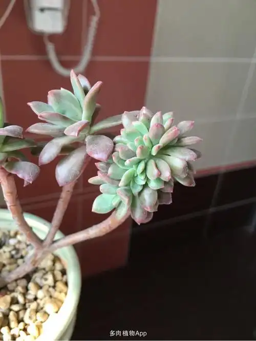 养红稚莲小苗养起 是缀化了么?我一直抱着希望