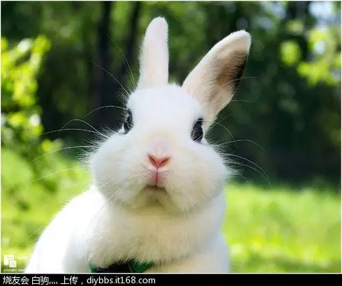 最爱萌兔子