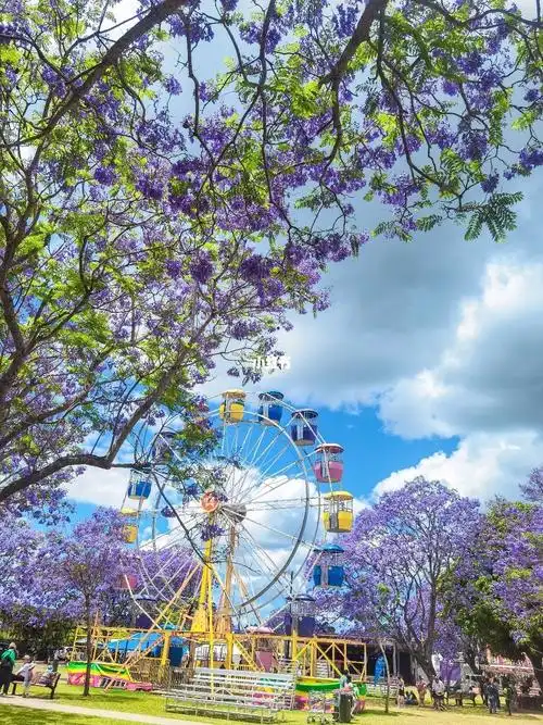 澳洲坐绿皮火车出游浪漫蓝花楹小镇