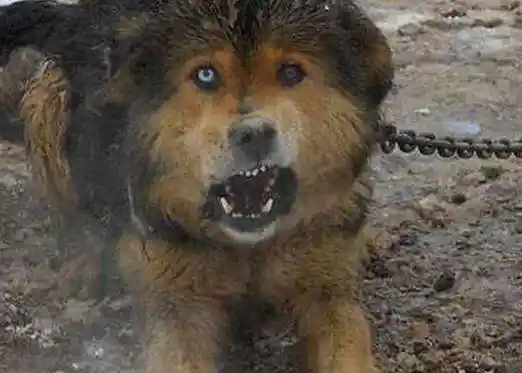 藏獒吃主人事件活生生被咬死啃掉皮肉只剩下骨头