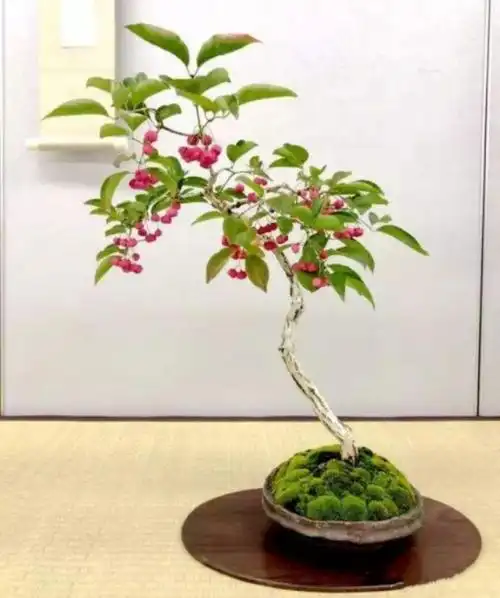 卫矛盆景的造型与养护,秋季叶,果红艳,冬季枝翅奇特