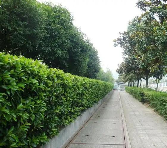 冬青苗庭院绿化法国冬青树苗围墙篱笆北海道大叶黄杨树苗 精品北海道