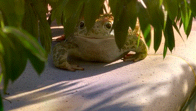 呱~~~呱~~~~树叶后一只癞蛤蟆对着青蛙蠢蠢欲动.