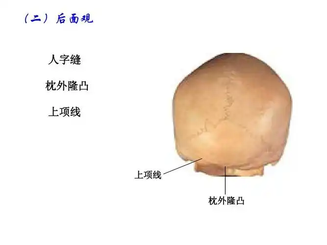 颅骨ppt 全国医药院校高职高专 《人体解剖学》系列实用课件 (二)后面