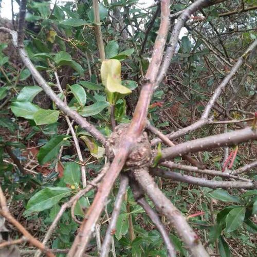 野生金樱子寄生金樱树寄生干货500g