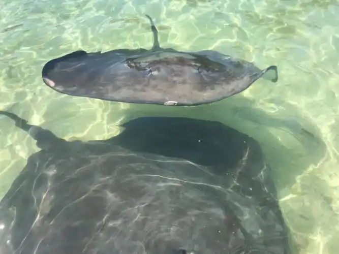 鳐鱼,又称魔鬼鱼,全海南只有在 才能和它亲密互动