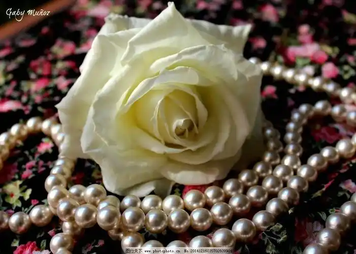 唯美意境白玫瑰花图片