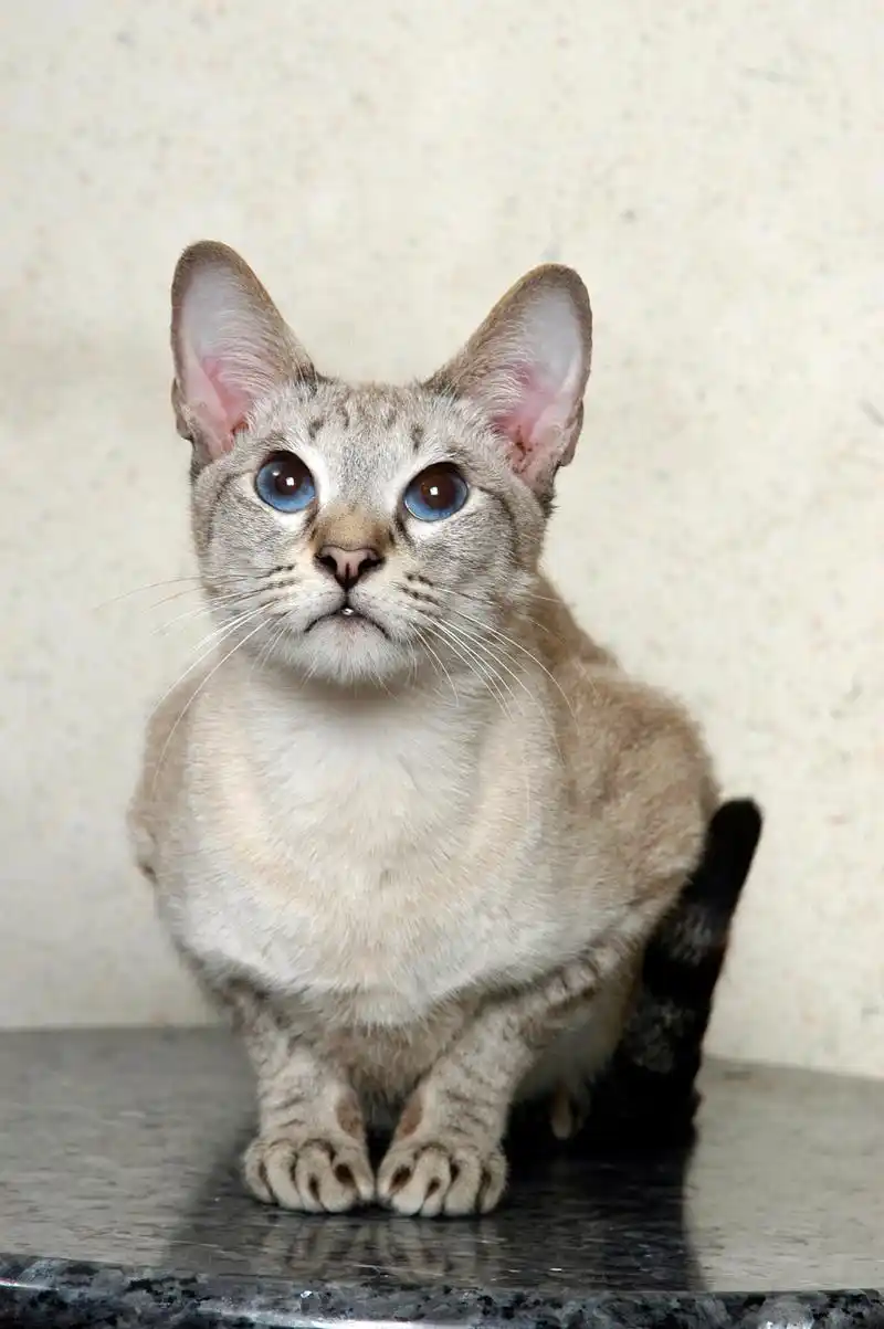 东方猫,又称暹罗猫,是一种著名的小型家猫品种.