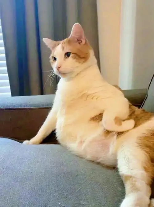 叉腰小猫的奇妙想象