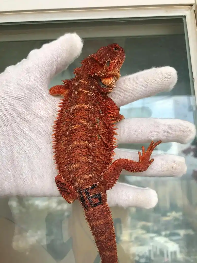 出精品红系,鬃狮蜥,双隐公,31cm.红系鬃狮蜥 性别:公  - 抖音