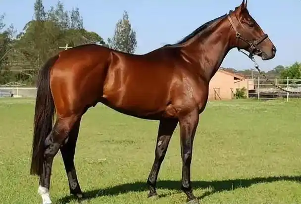 回顾世界上名贵的前5大名马汗血马居然排不进前二第一名价值4亿