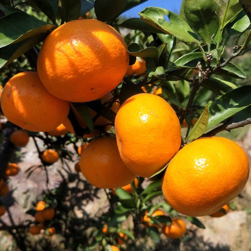 橘子温州宫川蜜桔树苗正宗临海无核蜜橘果苗果树