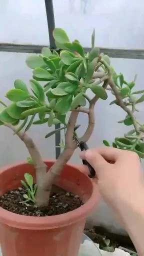 玉树的修剪,看看这颗怎样修剪?