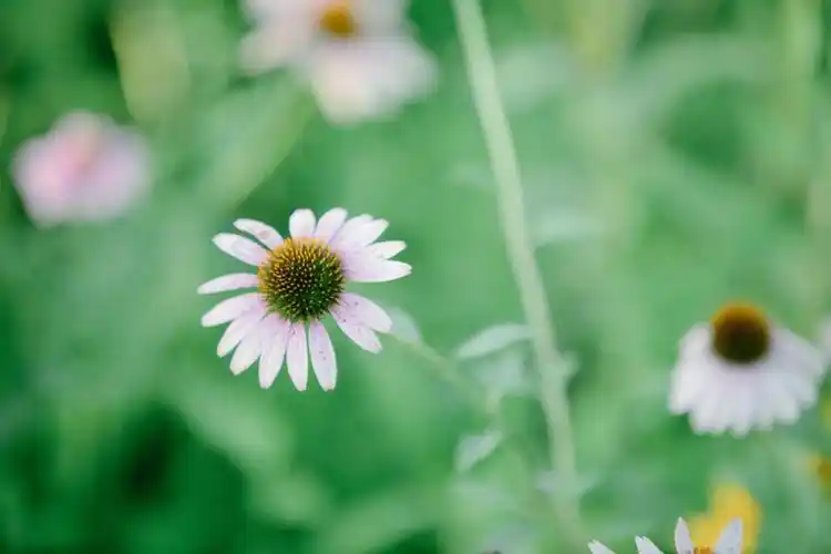 夏日小清新摄影