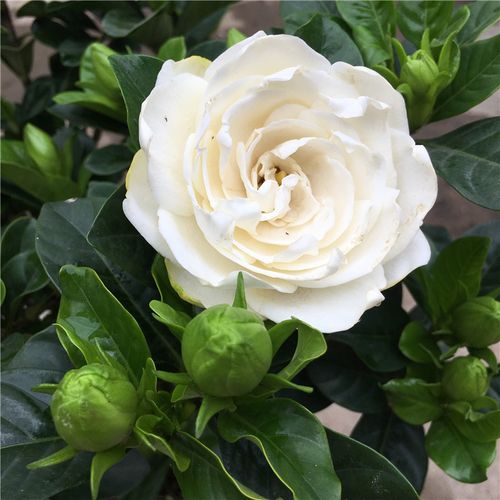 大叶栀子花单杆重瓣大花牡丹栀子盆栽开花香阳台四季开花花卉观花 2盆