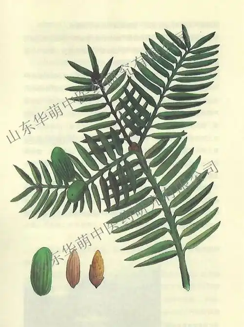 中药知识香榧的功能与作用有哪些