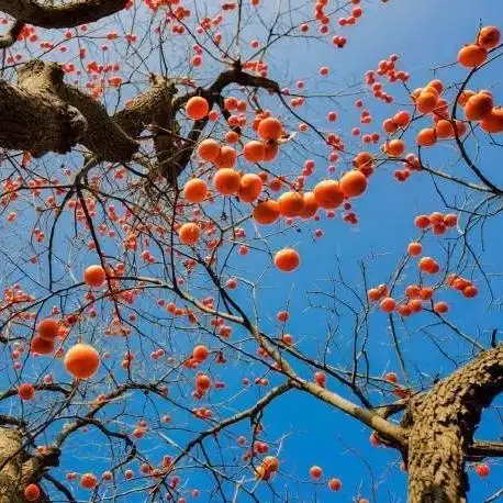 有哪些你见过的妈妈级别的微信头像? - 知乎