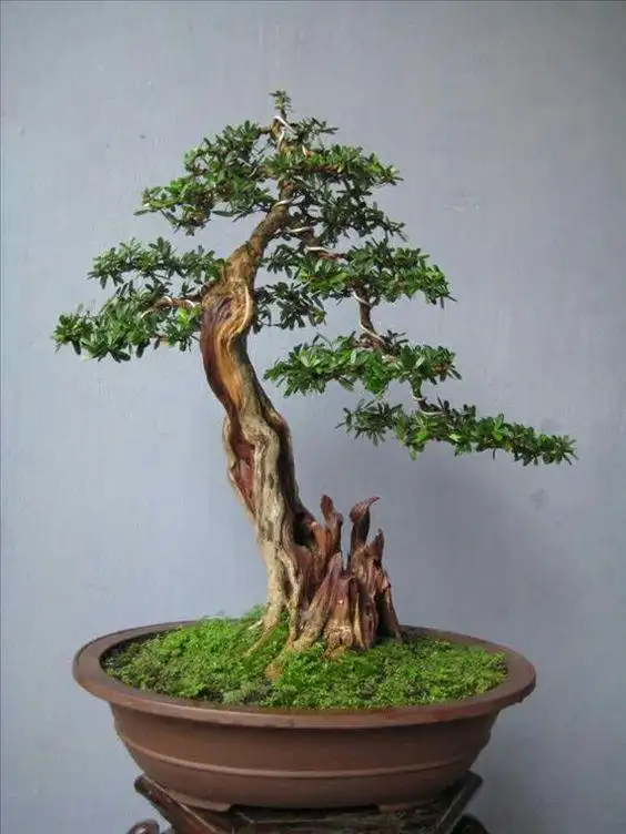 盆景欣赏:百年的老树桩,几代艺人献青春,成景之日功在十年