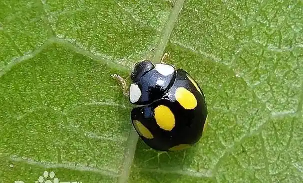 同样是瓢虫,为什么七星的是"益虫",二十八星就是"害虫"?