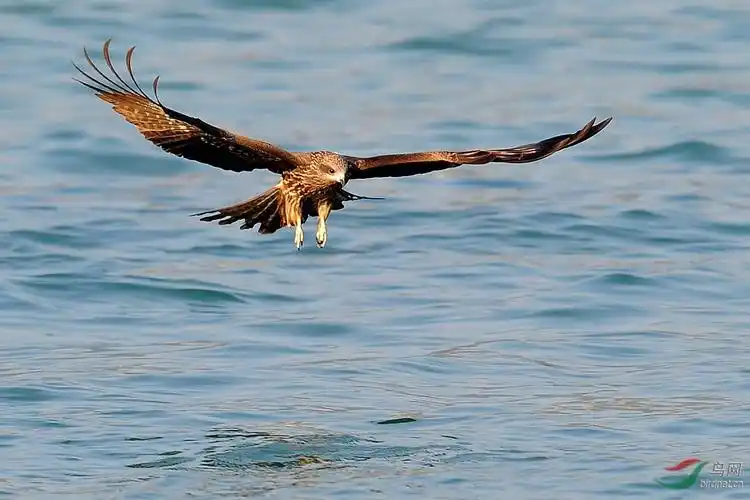 黑耳鸢海上鹰姿