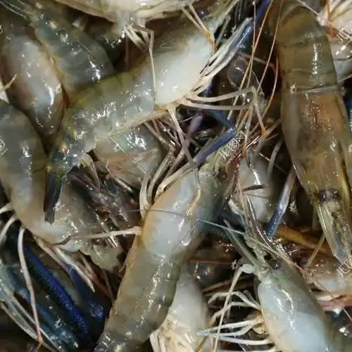 罗氏虾大头虾大河虾新鲜活虾速冻罗氏虾火锅海鲜特大5只1斤1000g