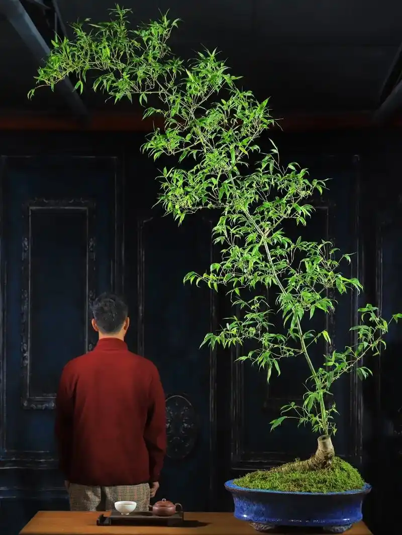 茶室竹艺盆景禅意舒适意境竹景