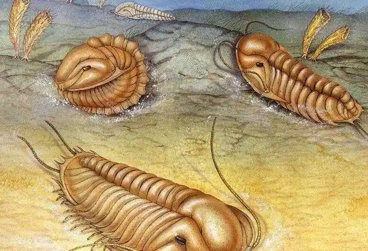 三叶虫是什么,地球上的存活最久的远古生物