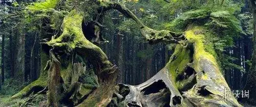 也有人目击女巫在森林作法,有灵异专家进入后发现有很多来自地狱的