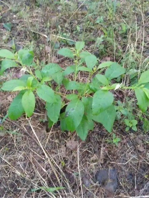 野红参的叶子建议用来泡水喝.