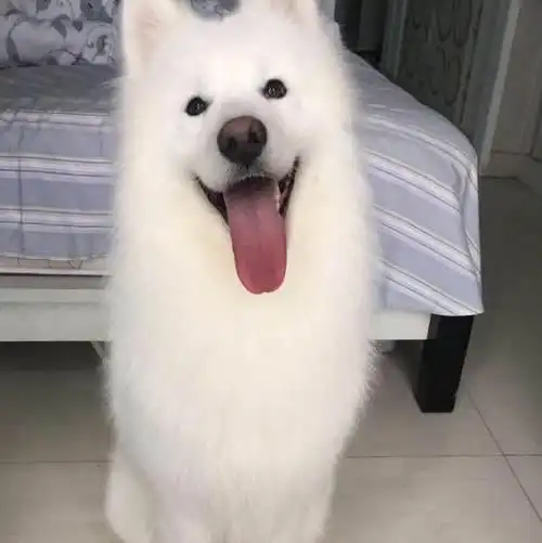 自家熊版萨摩耶