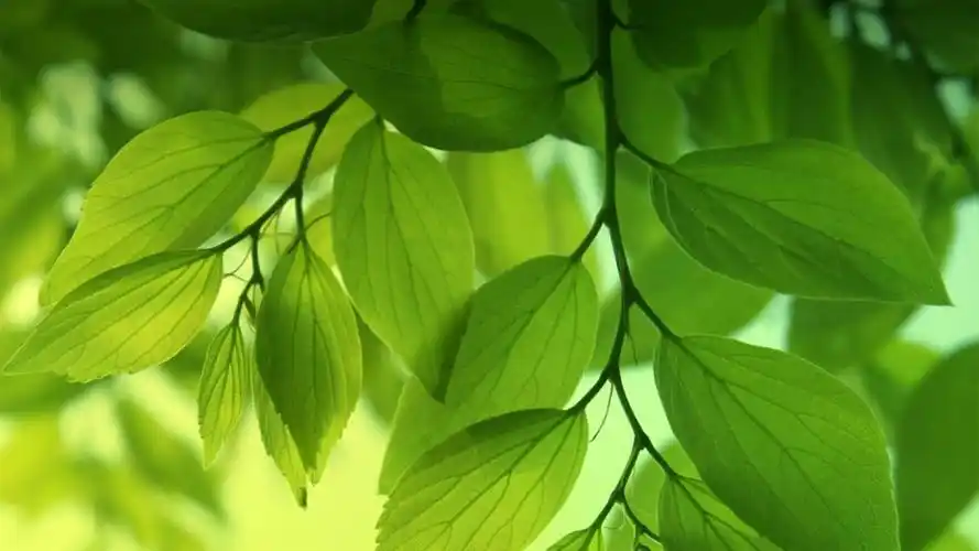 首页 电脑壁纸 清新绿叶 > || 更新时间:2014-12-20 颜色分 绿色 关键