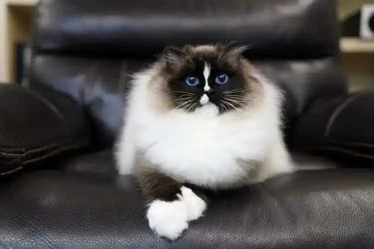 海报流星手套布偶猫!可真美,惊艳四座! - 堆糖,美图壁纸兴趣社区