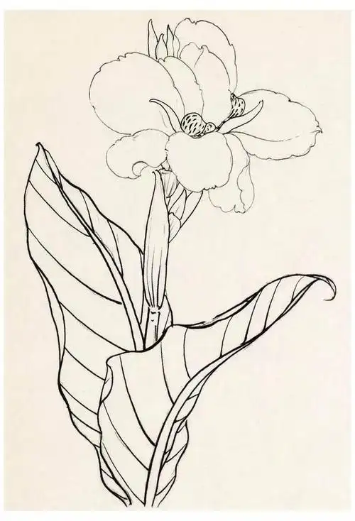 国画白描花鸟画教程(名家教你画白描花鸟)(5)