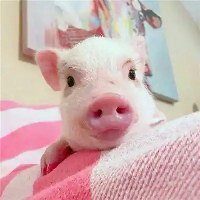 真实可爱猪头像高清图片微信真实猪头头像大全