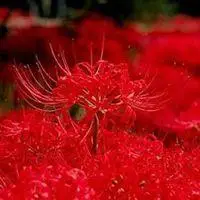 彼岸花头像唯美有气质_微信头像图片大全