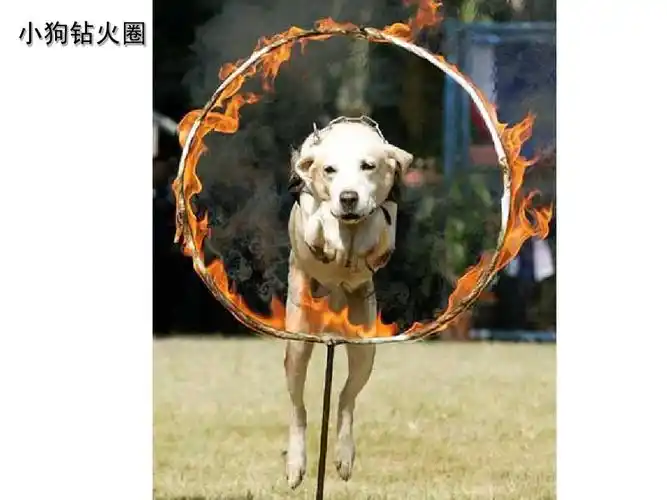 6.3神经调节的基本方式课件ppt