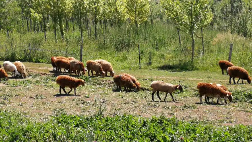 肉质最鲜美的哈萨克羊(阿勒泰大尾巴羊).