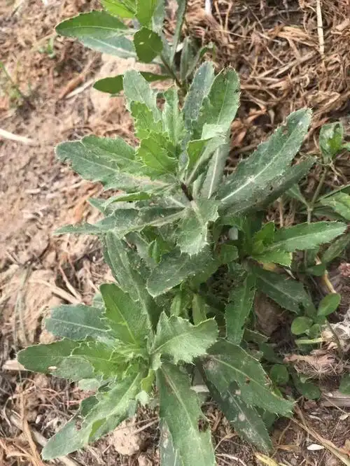 这种浑身带刺的植物善于止血还能利尿通淋用于各种出血结石