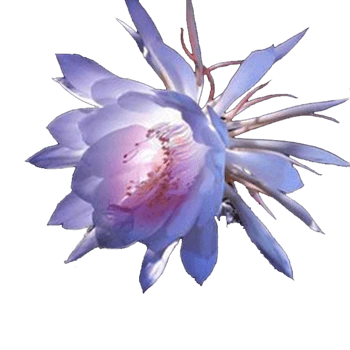 昙花免抠元素图片-元素素材5018692-万素网