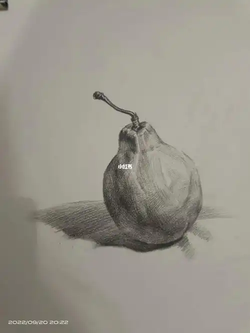 素描水果静物梨