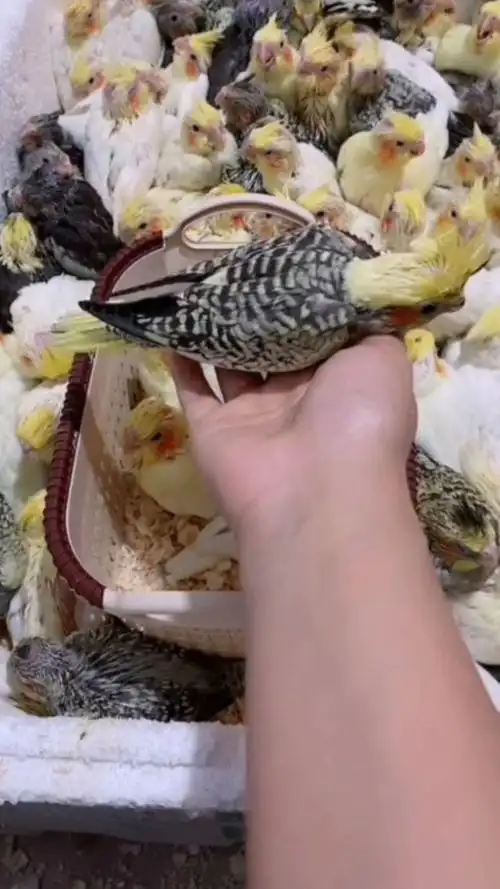 手养金冠珍珠派特玄凤鹦鹉#手养玄凤#手养鹦鹉#鹦鹉#玄凤鹦鹉#宠物鸟