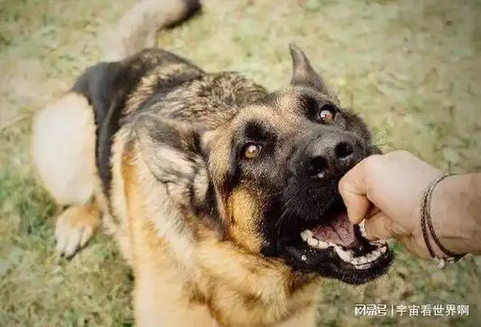 狂犬病致死率百分百,网友:爱狗人士怎么看?