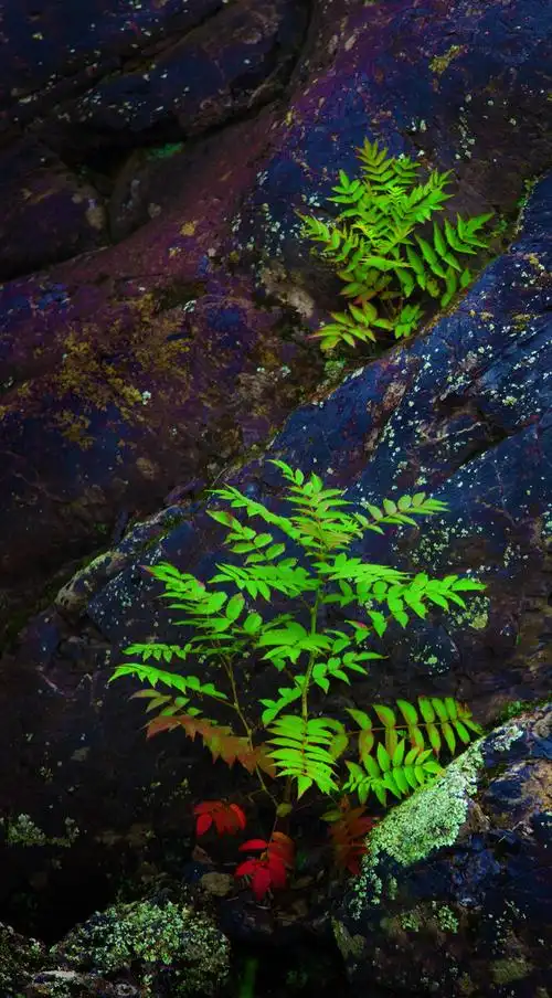 小品一枚岩石缝里的蕨类植物