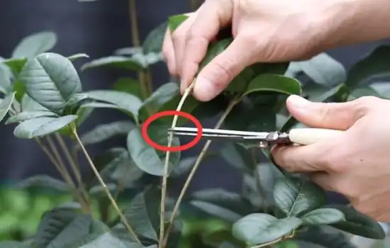 给桂花盆栽修剪造型1