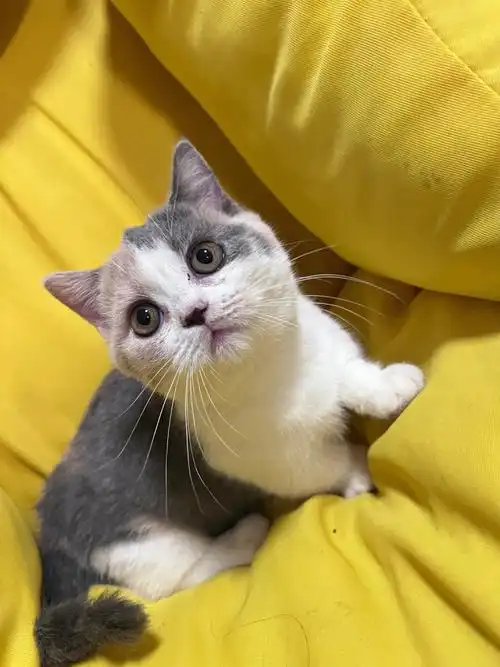 海宁袁花三花英短猫