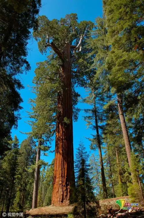 植树节看遍地球之肺 盘点12处最美原始森林