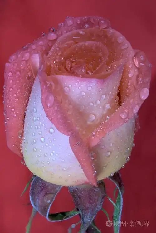 结满露水的玫瑰