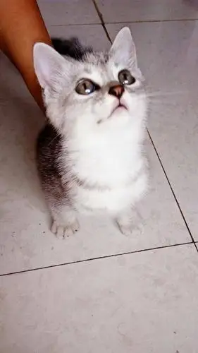 500元卖猫,英短和波丝猫串串,13388381391