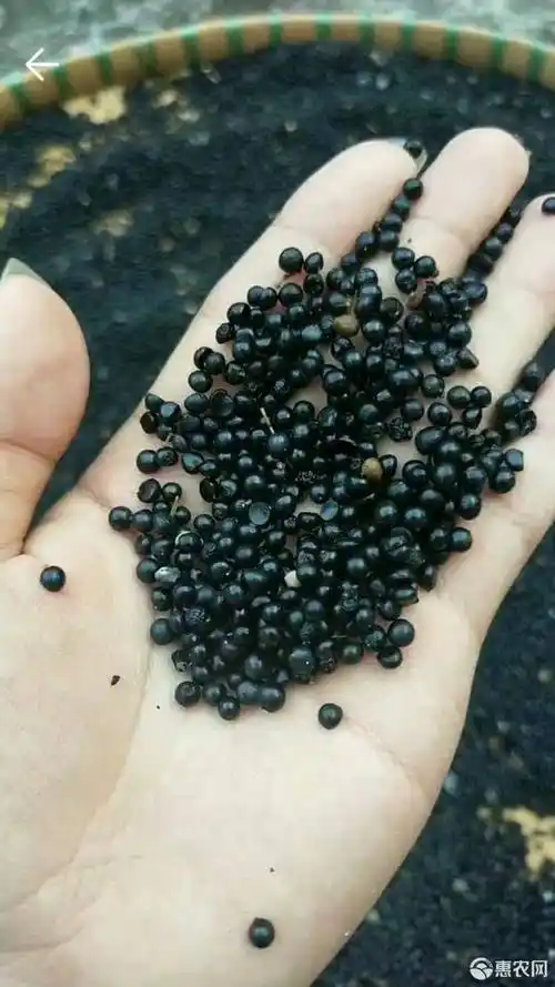 麦冬种子 天冬[5号良种]种子 发芽率80%